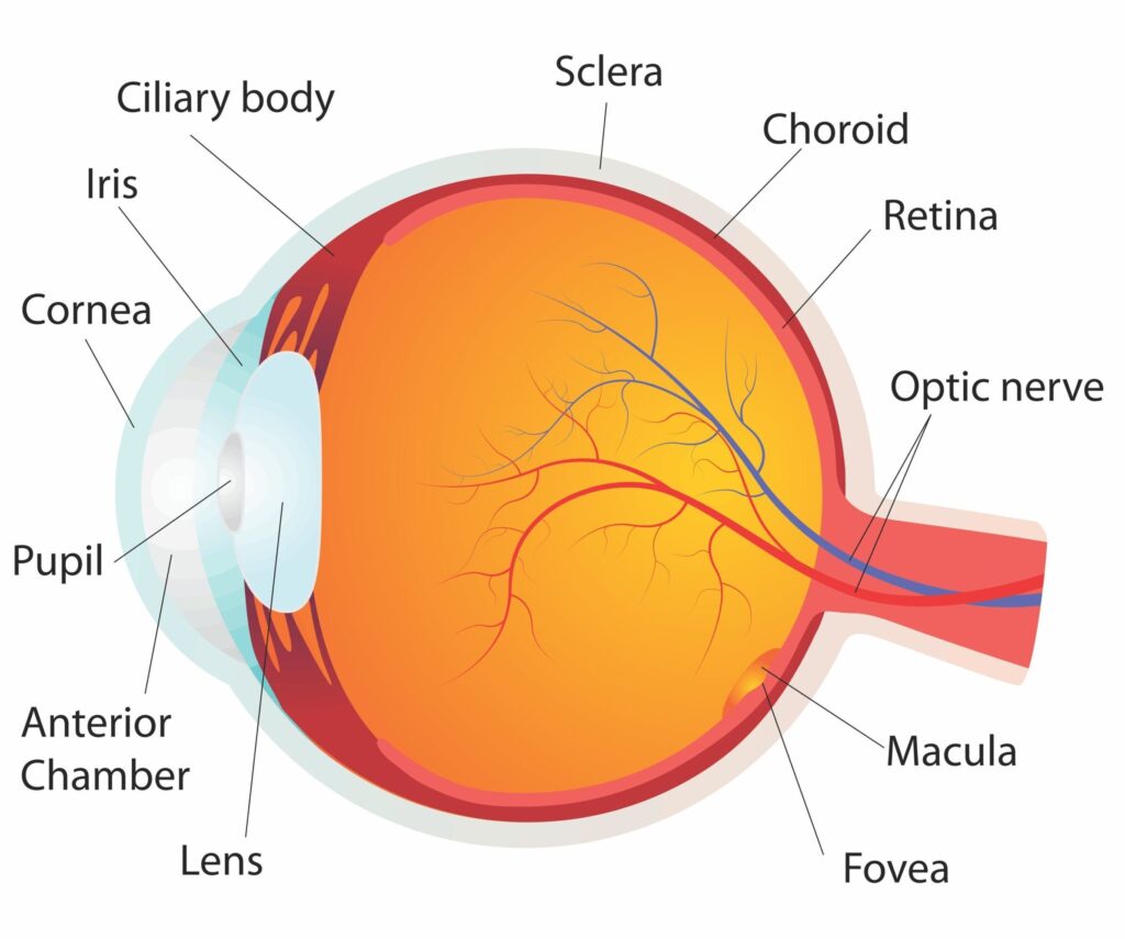 Microacupuncture Safe Alternative Treatment For Eye Disease