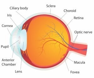 Image of human eye anatomy